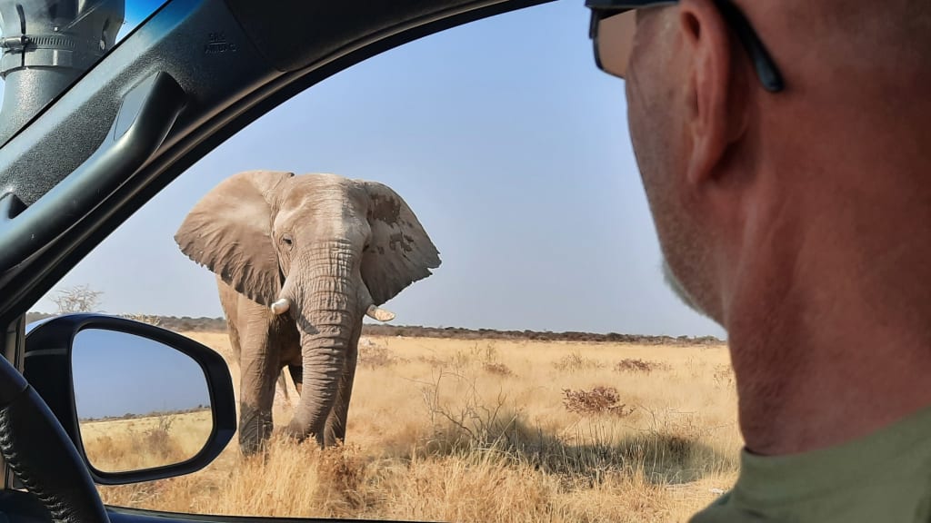 Elefante africano visto dal finestrino durante un safari in auto in un paesaggio desertico.